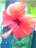 hibiskus cijeli